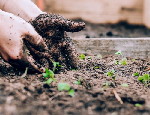 Comportamientos Sostenibles