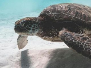 tortuga-marina-lachlan-ross