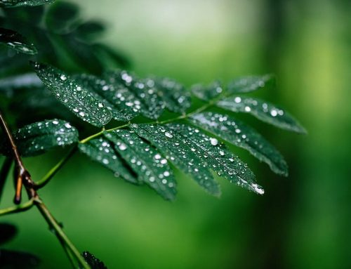 Protegido: Biomimicry Institute: 20 años inspirando innovación (2005–2025)